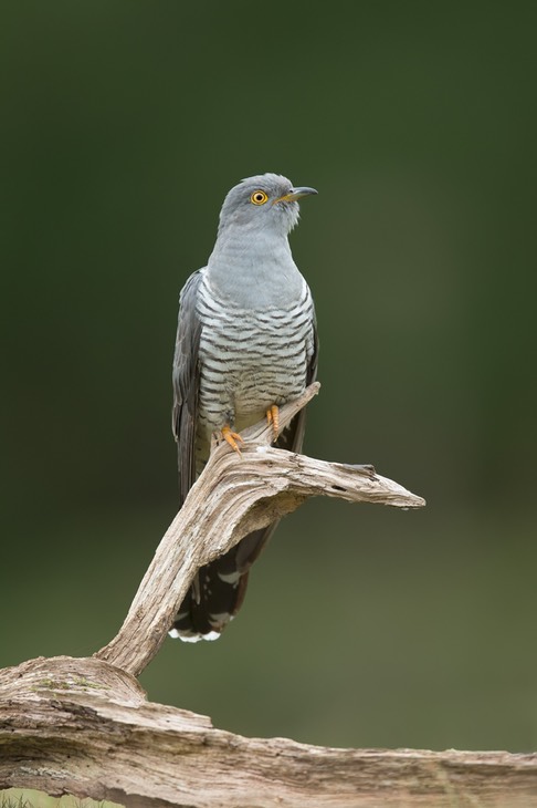 cuckoo