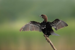 pygmy cormorant