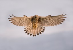 kestrel