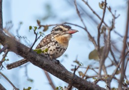 spot backed puffbird