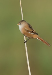 bearded reedling