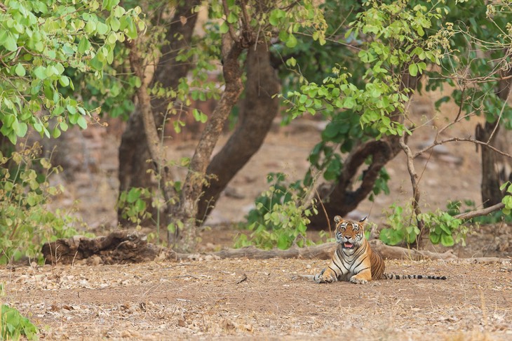 bengal tiger