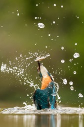 kingfisher