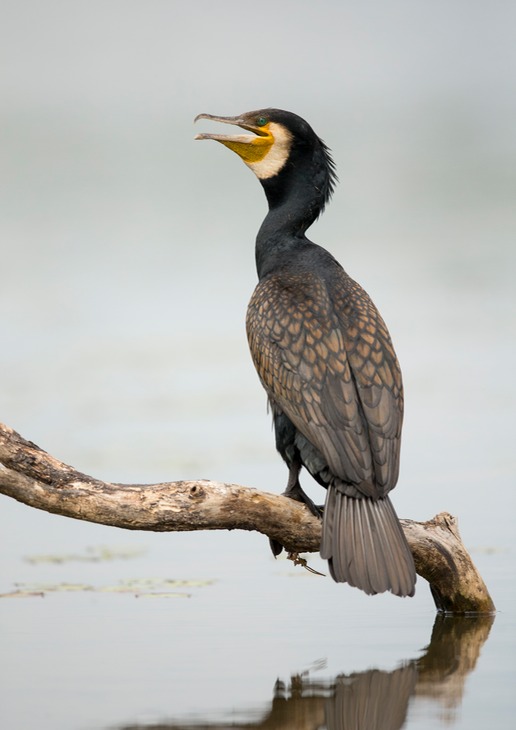 cormorant