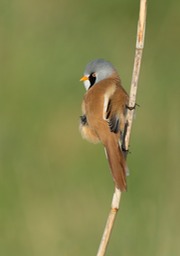 bearded reedling