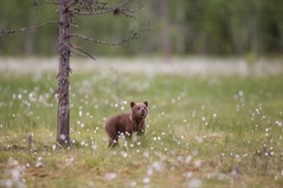 brown bear