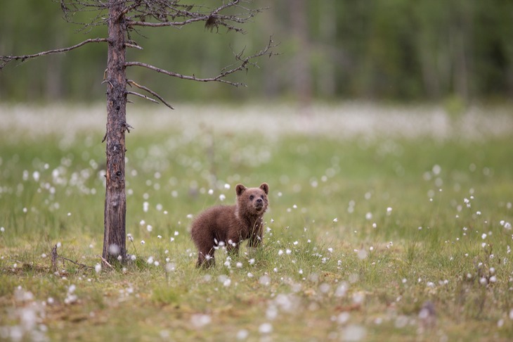 brown bear