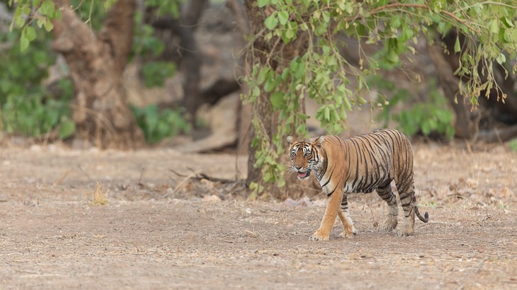 bengal tiger