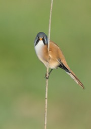 bearded reedling