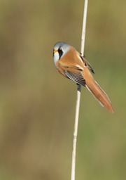 bearded reedling