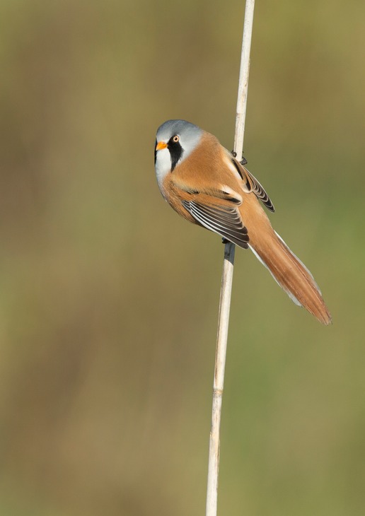 bearded reedling