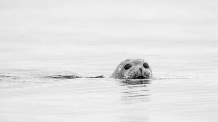 harbour seal