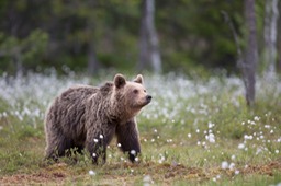 brown bear