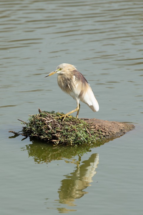 pond heron