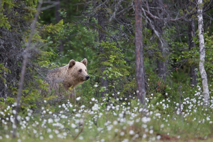 brown bear