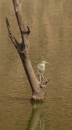 pond heron