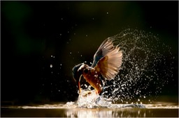 kingfisher