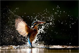 kingfisher