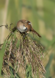 bearded reedling