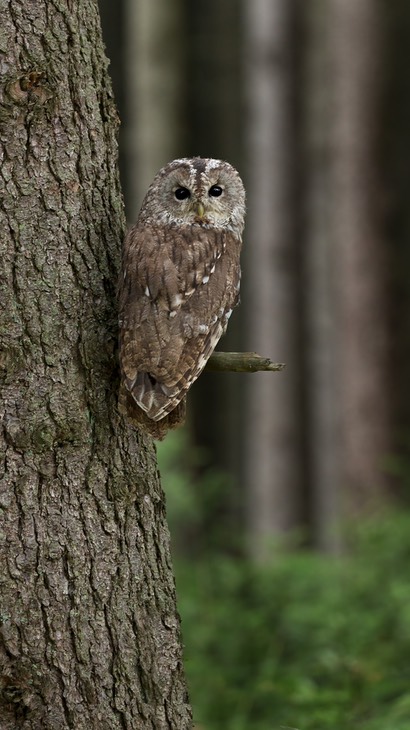 tawny owl