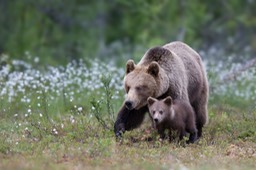 brown bear