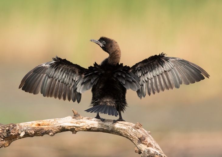 pygmy cormorant