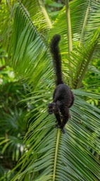 black lemur