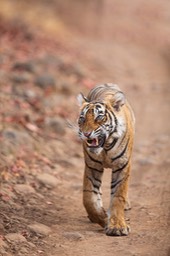 bengal tiger