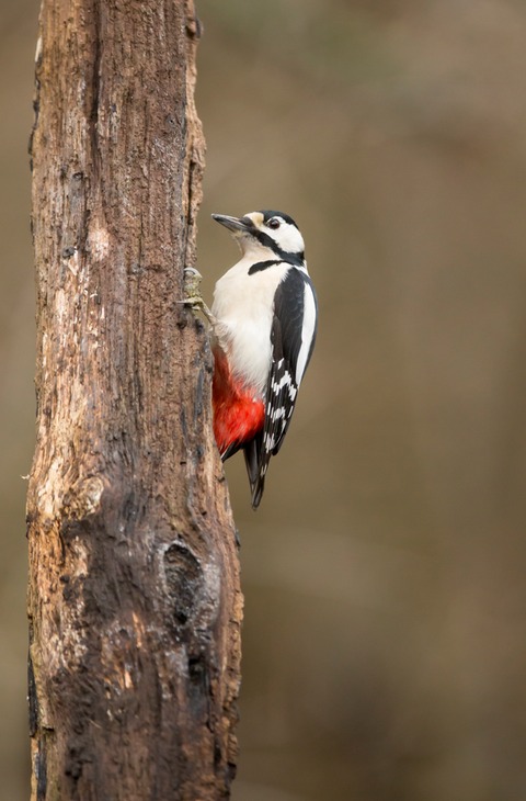 great spotted woodpecker