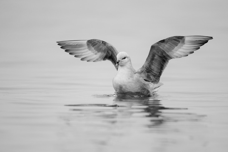 fulmar