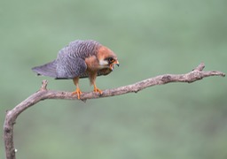 red footed falcon