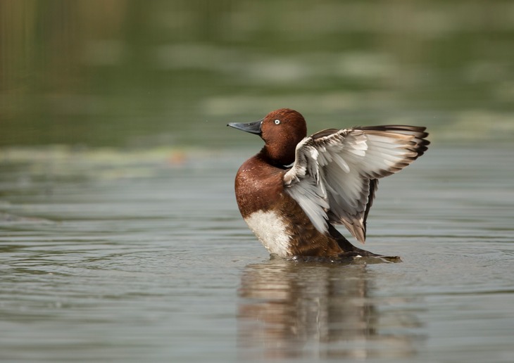 ferruginous duck