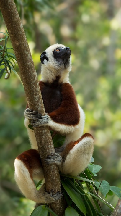 coquerel's sifaka