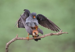 red footed falcon