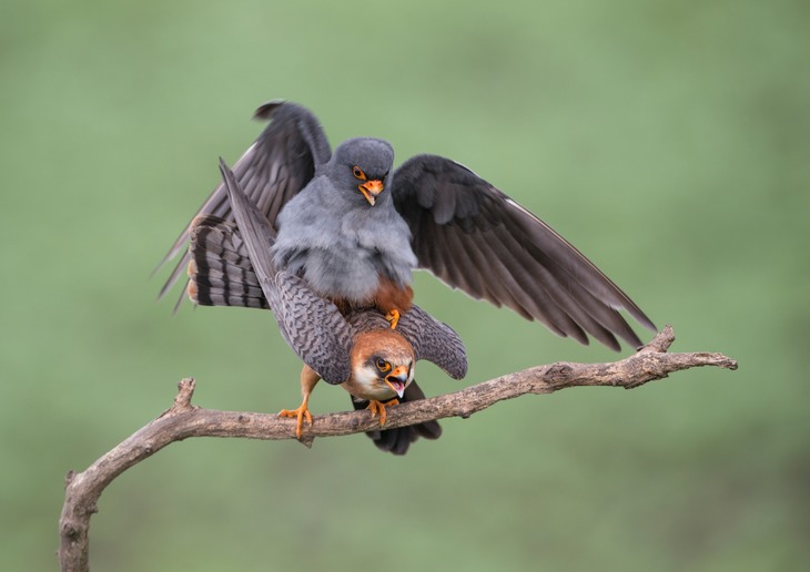 red footed falcon