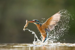 kingfisher