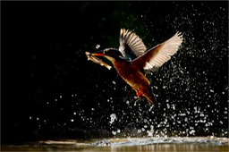 kingfisher