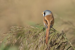 bearded reedling