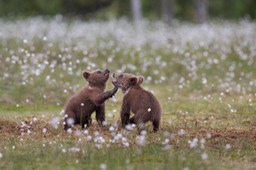 brown bear