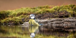 blue tit