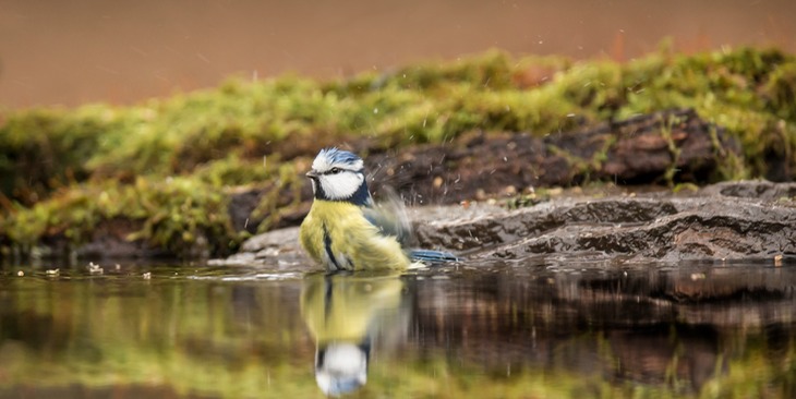 blue tit