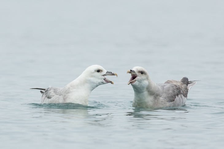 fulmar