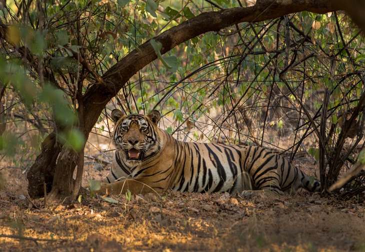 bengal tiger