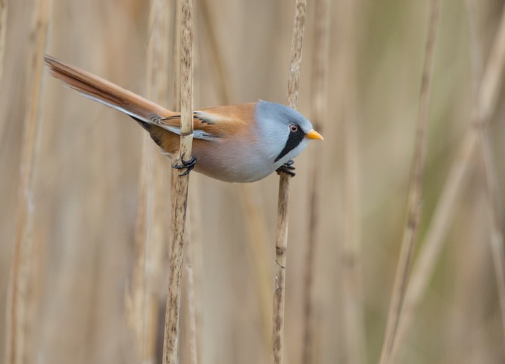 bearded reedling