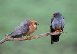 red footed falcon
