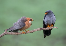 red footed falcon