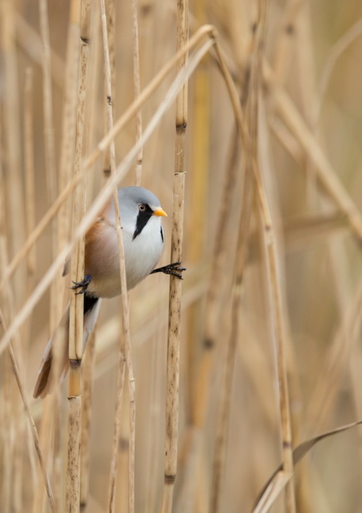 bearded tit