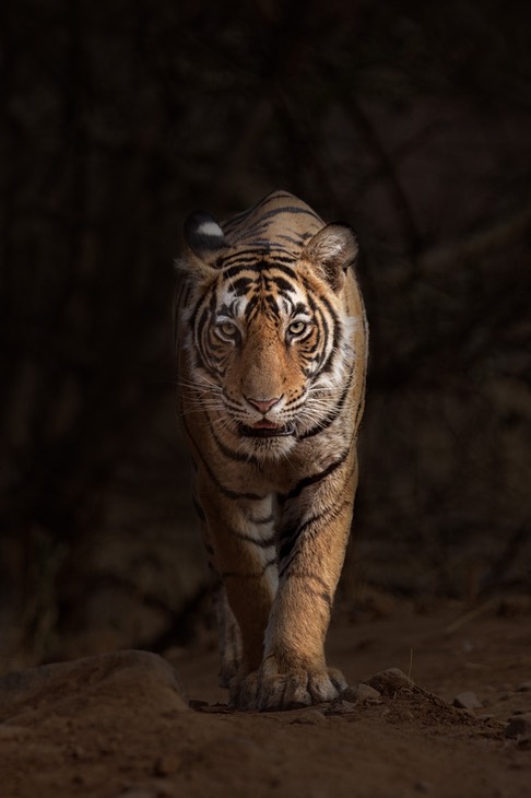 bengal tiger