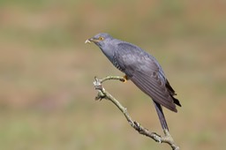cuckoo