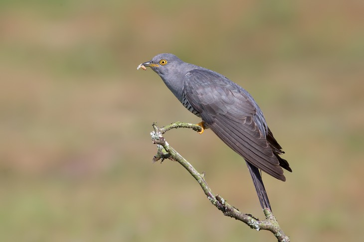 cuckoo